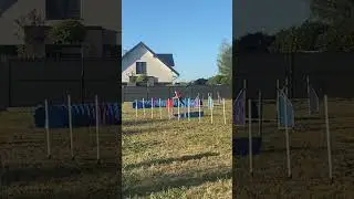 Jasinsky LADY LIMONCELLO starts agility