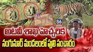 ఘనపూర్&zwnj;లో పులి సంచారం | Tiger movement in Nangunur Mandal | S6 News Siddipet