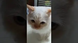 White Cat