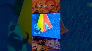 CATS #cat #cats #shortsfeed #shortsviral #fyp #fypシ゚viral #shortvideo #shorts #short #shortsvideo