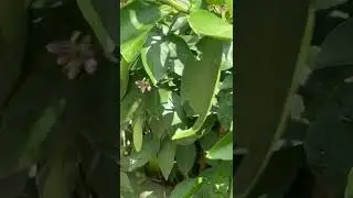 The lizard waiting for its meal