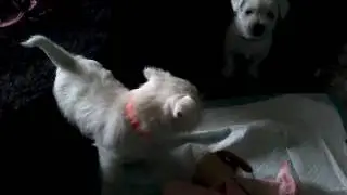 Wag tail 2 chaos