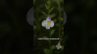 The story of  Japanese Mazus flower
