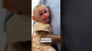 Kakamonkey laying