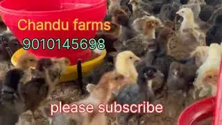 హాయ్ ఫ్రెండ్స్ ఇవి సోనాలి నాటు ఒక్కరోజు & నెలరోజు పిల్లలు అందుబాటులో ఉన్నాయి
