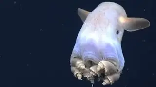 Факты: Осьминог Дамбо