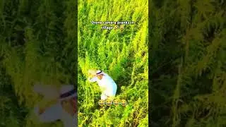 drone camera pranks in village 🤣😂 #prank #funny #drone #viralvideo #villagelife
