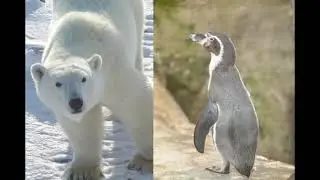 Penguins and Polar Bears | Guru's Animal Tour Sampler