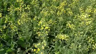 ADVANTA GOBI गोभी SARSO सरसो### ADV 405 ## बहुत ही शानदार सरसो कैसी है पूरी जानकारी