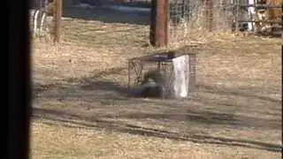 Using Pressure & Release when Catching a Skunk - How Not to get Sprayed by Trapped Skunk