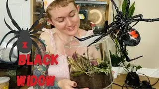 Pet Black Widow Spider gets Bioactive Enclosure