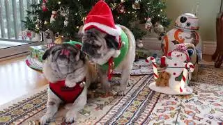 Minnie and Max Christmas 2017