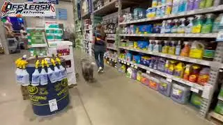 Chief | 6 Month Old Bernedoodle | Best Dog Trainer Cleveland, Ohio | Basic Obedience