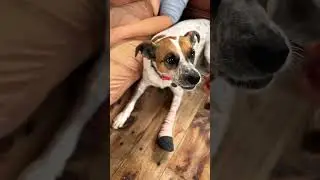SNAKE BITE Recovery Progress