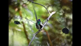 Behavior of Marvelous Spatuletail (Loddigesia mirabilis) in Huembo Lodge, Amazonas region