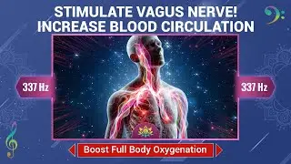 Stimulate Vagus Nerve - Increase Blood Circulation - Boost Full Body Oxygenation - 337 Hz Frequency