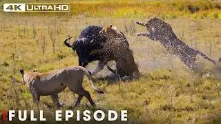 Apex Predators: The Great Survival Saga of Nature | Nature Animal Documentary