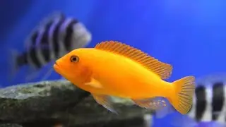 200 л. Аквариум ва Цихлидлар 🐠 🔥🔥