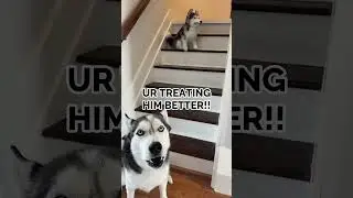 My Dog Is So Jealous!!