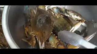 CLAMMING AND CRABBING AT LBI