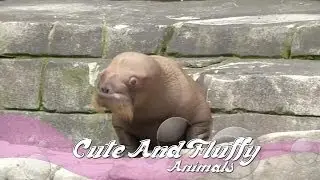 German zoo shows off walrus calf