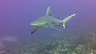 Beautiful Grey Reef Sharks in St Kitts