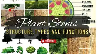 Plant Stems: Structure, Functions, and Types of Stems by Science Synergy