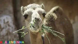Camel, farm ANIMAL, SOUND fact about it