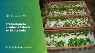 Producción de planta de estevia en hidroponía UCC0139