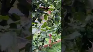 Watch These Cute Girls Pick Apples from an Apple Tree - It's So Much Fun! #shorts #cute #ytshorts