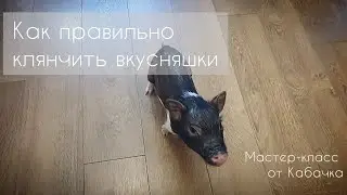 Как правильно клянчить вкусняшки. Мастер-класс от Кабачка.
