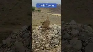 Deshi Teetar Awaz || Teetar Awaz || francolin voice || @Teetar-Vlogs #teetarsound