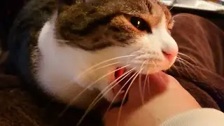 【猫と接触】ここだけは許せないみたいです。
