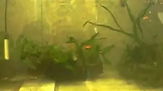 jacund&aacute;s comendo peixes no aqu&aacute;rio - Crenicichla sp.