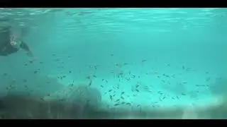 Nervous fish 🐟