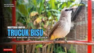 TRUCUKAN gacor TARUNG ROPEL PANJANG pancingan trucukan agar bunyi MASTERAN trucuk gacor EMOSI