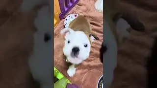 スカーレットのゴハンタイム🐶