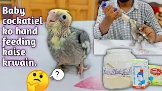 How to hand feed a cockatiel baby|cockatiel k baby ko handfeeding kaise krwain||in Urdu/hindi