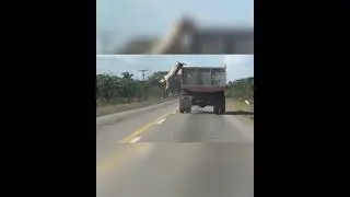 Cerdo se tira de un cami&oacute;n para no ir al matadero &bull; #Shorts