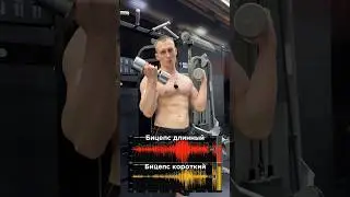Качай бицепс по науке💪🏼За персональным планом обращаться в телеграмм:@TrainerSmirnoVV 🤝