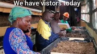 How to put organic garbage into use, 🇺🇬 Africa Kampala district. (Black soldier fly project)