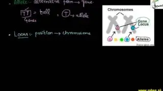 Genes, Locus, Alleles, Phenotype, Genotype, Biology Lecture | Sabaq.pk |
