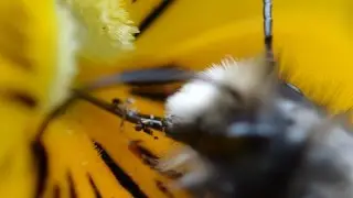 шмель пьет нектар из цветка макроскопического вида (Osmia cornuta)