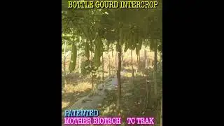 BOTTLE GOURD INTERCROP IN TC TEAK PLANTATION