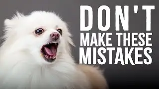 5 BIGGEST Mistakes Dog Owners Make