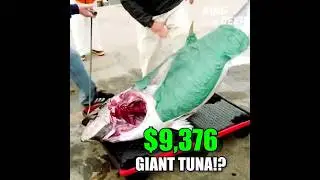Гигантский тунец за 9376 долларов! 586-фунтовый &laquo;Зверь&raquo; капитана Грега против Ника и Тайлера &ndash; кт...