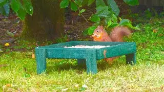 🦅Wildlife Garden Holy Loch Scotland🐿️​