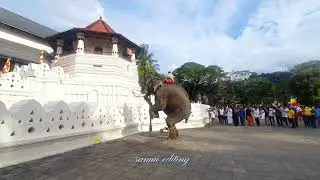 🐘 indi raja                                            📷
