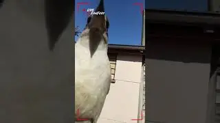 Extremely friendly native Australian bird. (kookaburra)