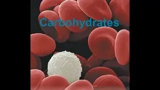 CH 23 Carbohydrates